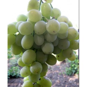 Виноград Агадаи