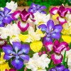 Саженец ириса Сибирский бридерс микс (Sibirica Breeders Mix): фото и описание