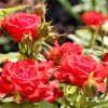Саженец полиантовой розы Ред Диадем (Red Diadem): фото и описание