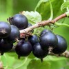 Саженец черной смородины Ленинградский великан: фото и описание