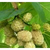 Саженец тутовника (шелковицы) белый Медовый: фото и описание